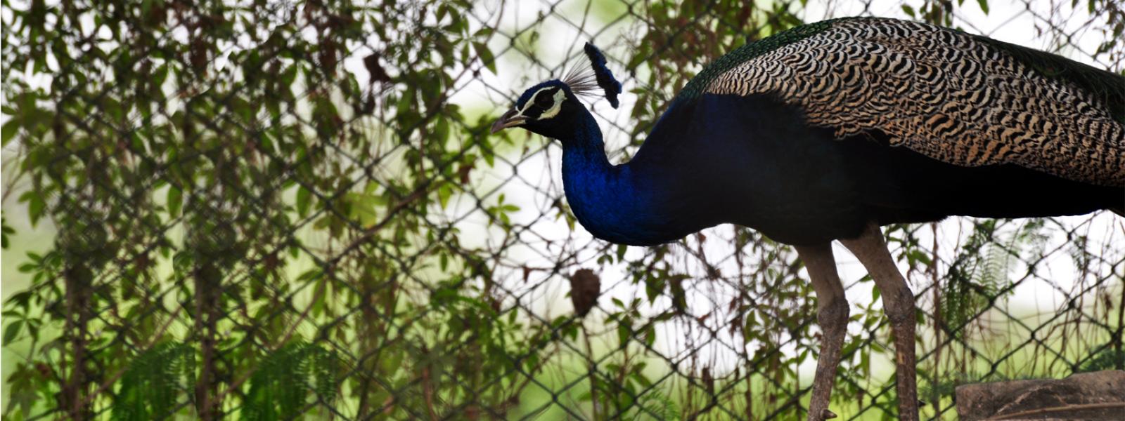 rambagh golf club booking system